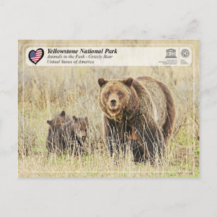 Yellowstone National Park - Grizzly Bear Postcard