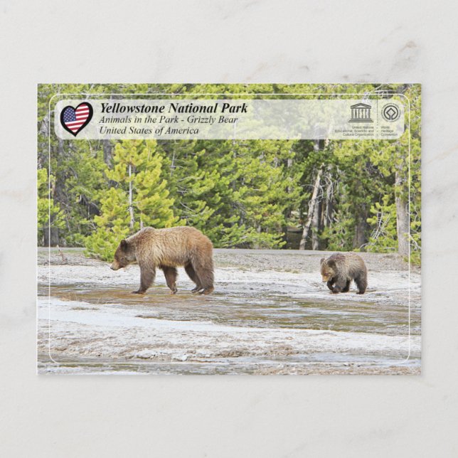 Yellowstone National Park - Grizzly Bear Postcard (Front)