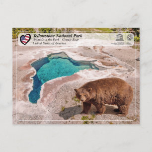 Yellowstone National Park - Grizzly Bear Postcard