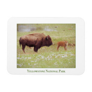 Yellowstone National Park magnet with bison & calf