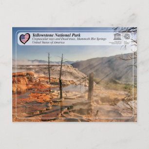 Yellowstone National Park - Mammoth Hot Springs Postcard