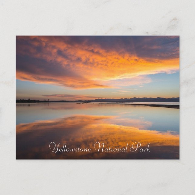 Yellowstone National Park Montana Postcard (Front)