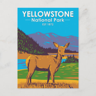 Yellowstone National Park Mule Deer Vintage Postcard