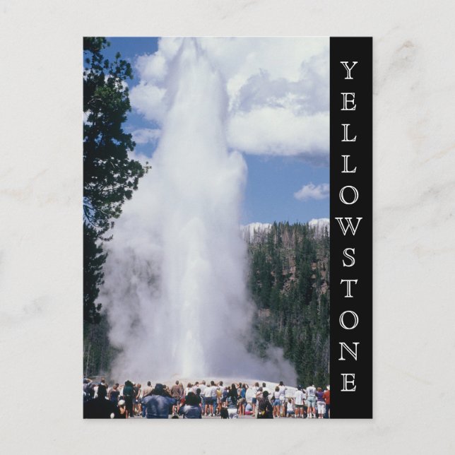 Yellowstone National Park Old Faithful Postcard (Front)