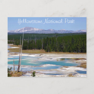Yellowstone National Park Postcard