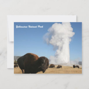 Yellowstone National Park Postcard
