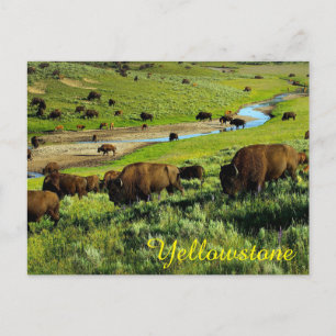 Yellowstone National Park Postcard