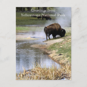 Yellowstone National Park Postcard