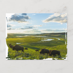 Yellowstone National Park Postcard