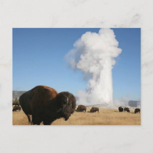 Yellowstone National Park Postcard