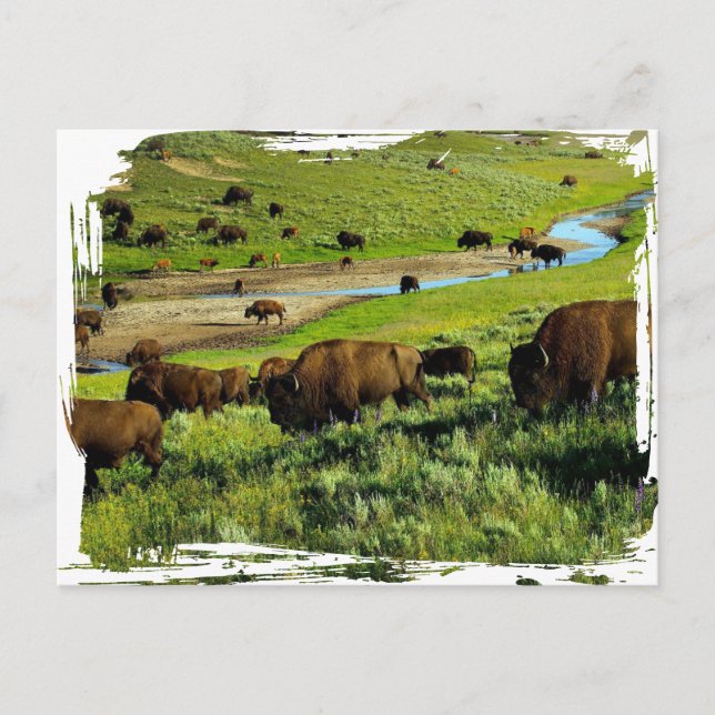 Yellowstone National Park Postcard (Front)