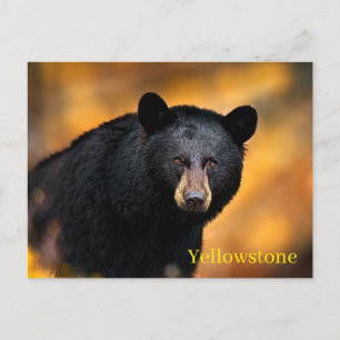 Yellowstone National Park Postcard