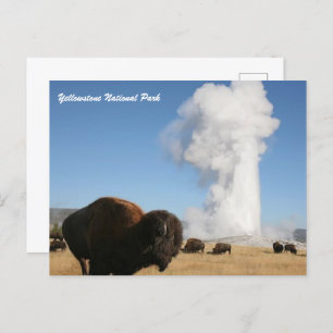 Yellowstone National Park Postcard