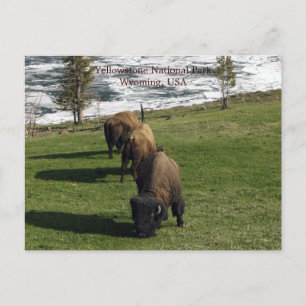 Yellowstone National Park Postcards Bison Winter