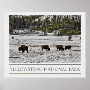 Yellowstone National Park Poster