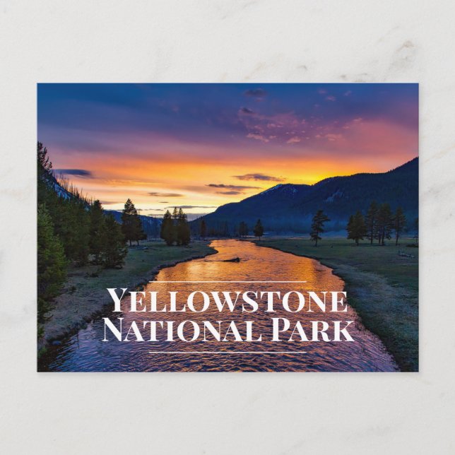 Yellowstone National Park Souvenir Postcard (Front)