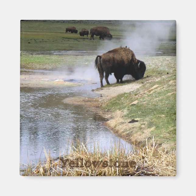 Yellowstone National Park Square Magnet (Front)