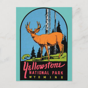 Yellowstone National Park Vintage Travel  Postcard