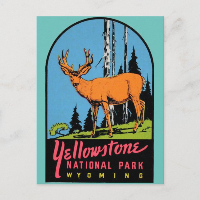 Yellowstone National Park Vintage Travel  Postcard (Front)