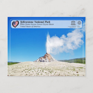Yellowstone National Park - White Dome Geyser Postcard