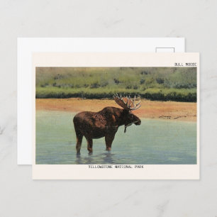 Yellowstone National Park Wyoming BULL MOOSE Postcard