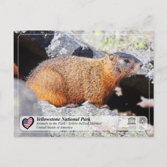 Yellowstone National Park -Yellow-bellied Marmot Postcard (Front)