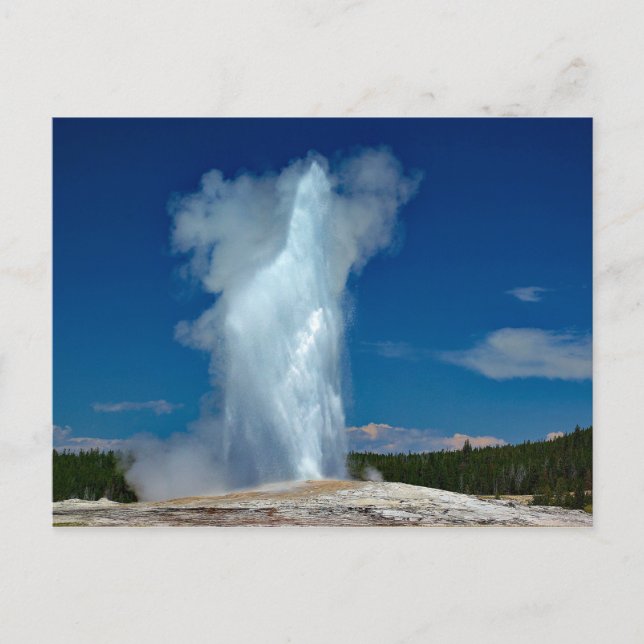 Yellowstone Old Faithful Landscape Photo Postcard (Front)