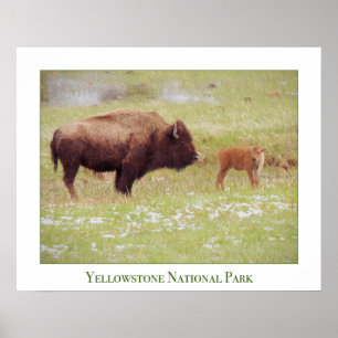 Yellowstone Poster with Bison and Calf
