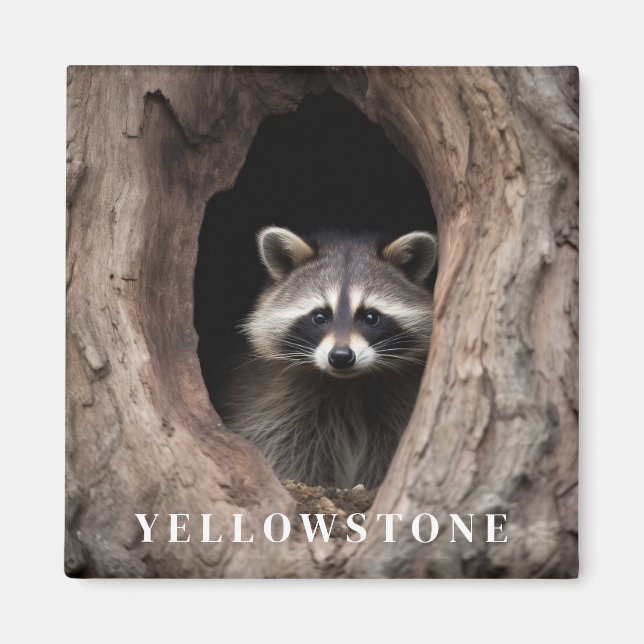 Yellowstone Racoon Magnet (Front)