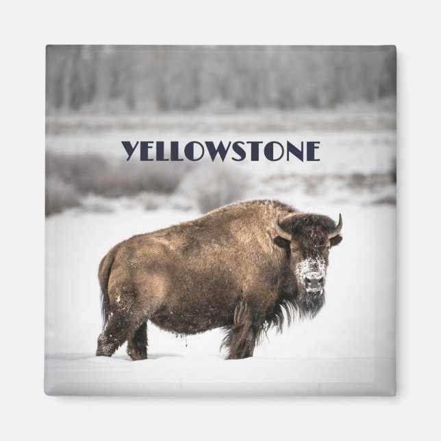 Yellowstone Snowy Buffalo Magnet (Front)
