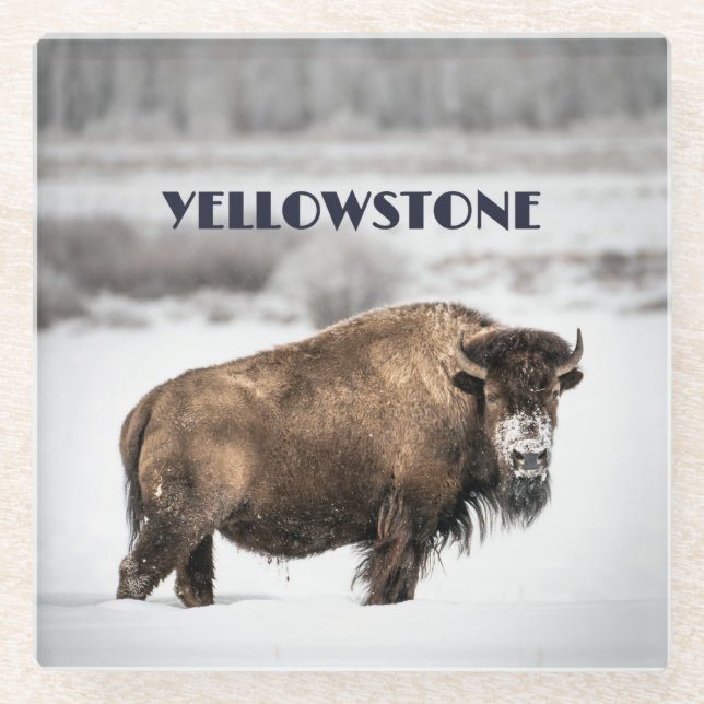 Yellowstone Snowy Buffalo Souvenir Glass Coaster (Front)