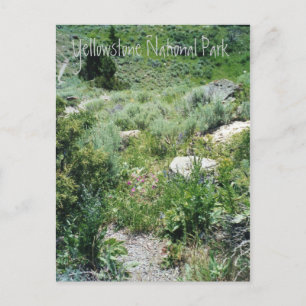 Yellowstone Summer Postcard