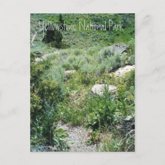 Yellowstone Summer Postcard
