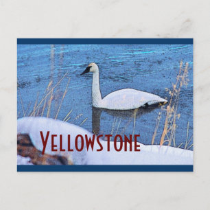Yellowstone Swan Postcard