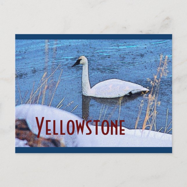 Yellowstone Swan Postcard (Front)