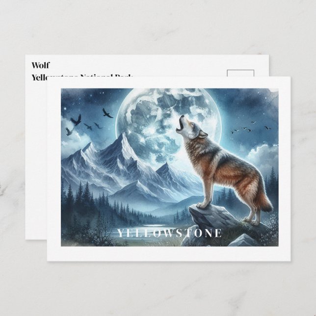 Yellowstone Wolf Postcard (Front/Back)