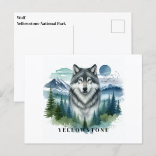 Yellowstone Wolf Postcard