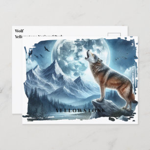 Yellowstone Wolf Postcard