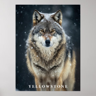 Yellowstone Wolf Poster