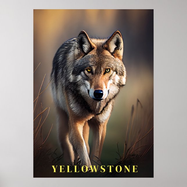 Yellowstone Wolf Poster Art  (Front)