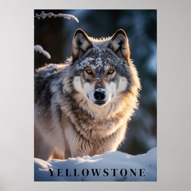 Yellowstone Wolf Poster Art  (Front)