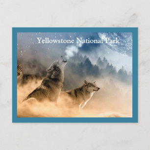 Yellowstone Wolves Postcard