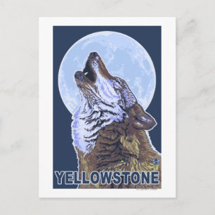 YellowstoneHowling Wolf Postcard