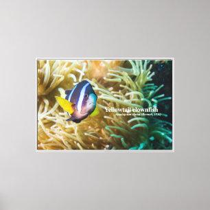 Yellowtail clownfish canvas print