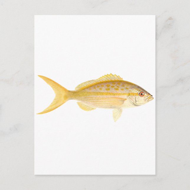Yellowtail Snapper Logo Postcard (Front)