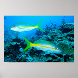 Yellowtail Snappers Poster