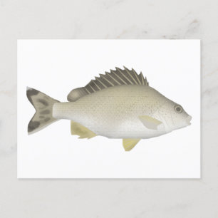 Yellowtail Trumpeter Postcard