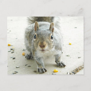 "Yes, I Would Like Some Food" Postcard