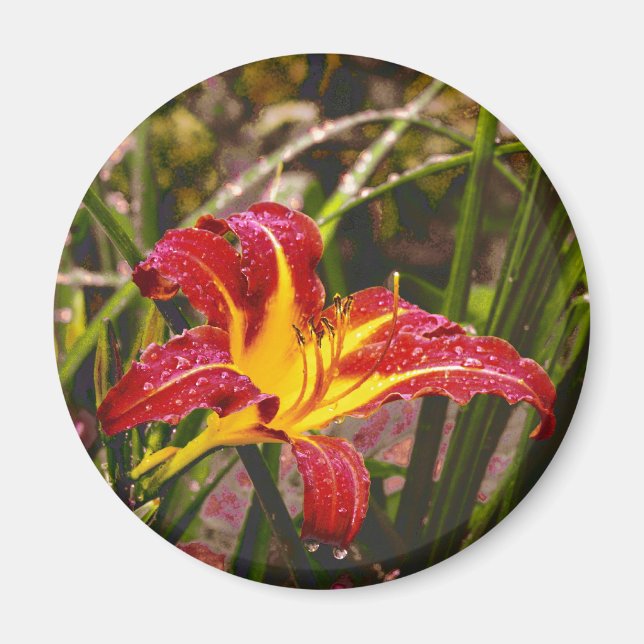 Yesterday Lily After The Rain Magnet (Front)