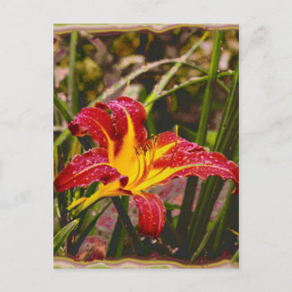 Yesterday Lily After The Rain Postcard